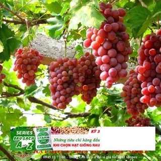 Hạt giống Nho pháp (10 hạt)