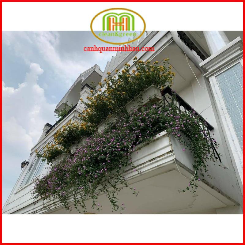 Cây hoa ngũ sắc nhiều màu chịu nắng tốt hoa quanh năm rực rỡ