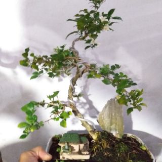 Tiểu cảnh Cây Nguyệt Quế
