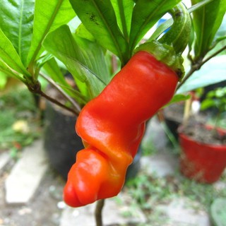Hạt Giống Ớt Perter, Ớt Kiểng Siêu Cay (1 gói 5 hạt)