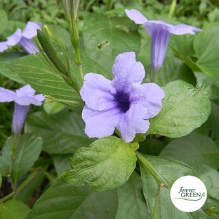 3 cây nổ con