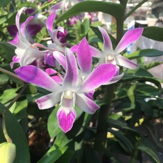 (1 chậu) Hoa lan dendro nắng 4N - đang hoa / đứng lá