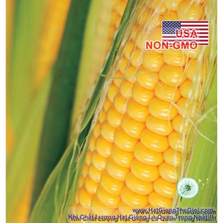 100GR 780.HẠT Hạt Giống Bắp Mỹ Bantam (| A7*W54)
