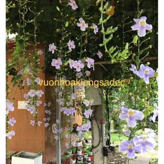 Hoa cát đằng lá nhỏ cao 70cm+ Tặng kèm phân bón cho cây