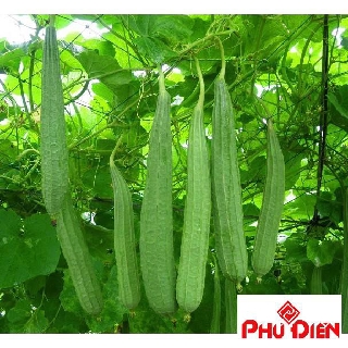 Gói 5 hạt giống mướp khía phú điền