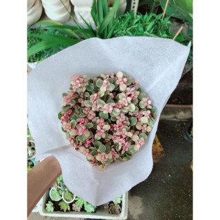 Sen Đá Đô La Hồng Trắng