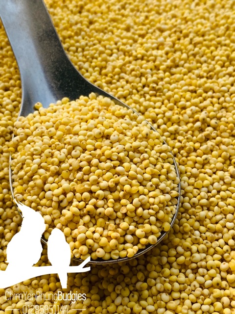 1kg hạt kê nếp vàng  dùng làm bánh, nấu chè..