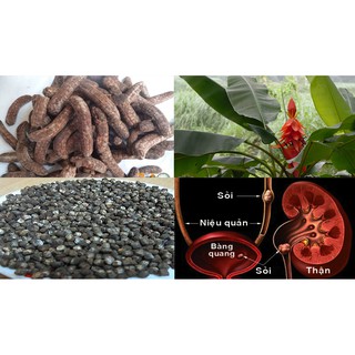 Hạt chuối hột rừng