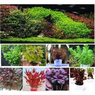 Combo 10 bó cây thủy sinh cắt cắm đẹp