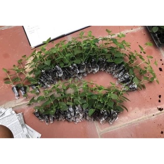 Hoa ngũ sắc kép(1 bầu cây)