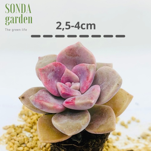 Sen đá hồng mập SONDA GARDEN size mini 2.5-4cm, xuất xứ Đà Lạt, khoẻ đẹp, lỗi 1 đổi 1