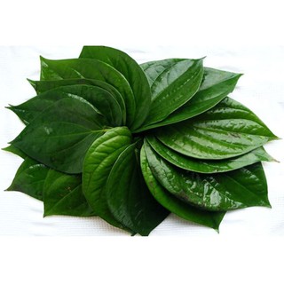 Lá Trầu Không khô sạch sẽ
