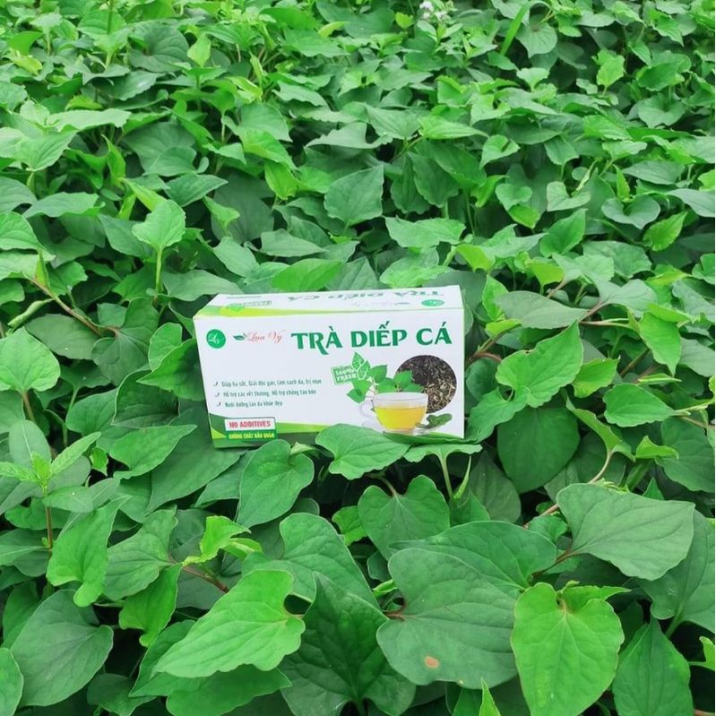 Trà Diếp cá Lụa Vy ( Trà túi lọc 40 gói)