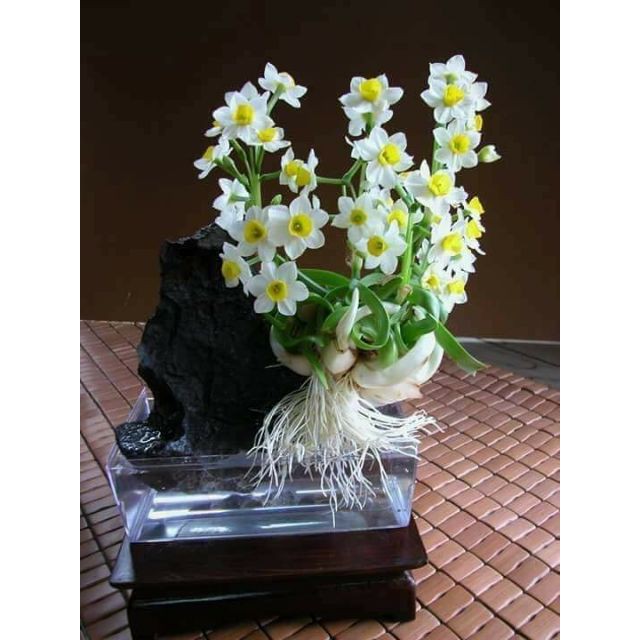 Dung Dịch Thủy Canh Chuyên Dụng Cho Tiên Ông Và Thủy Tiên
