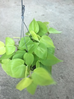 TRẦU BÀ TIM VÀNG GÁO DỪA