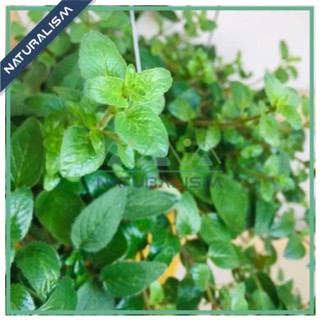 Lá Oregano Tươi/Khô - Hữu Cơ - Kinh Giới Cay