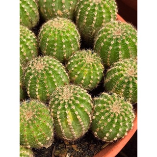 XƯƠNG RỒNG ECHINOSPI