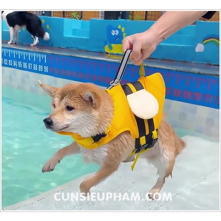 Áo phao bơi ong vàng đi biển cho chó mèo