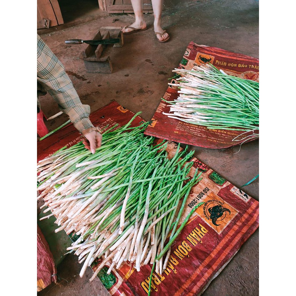 Hạt Giống Măng Tây Xanh Cao Sản