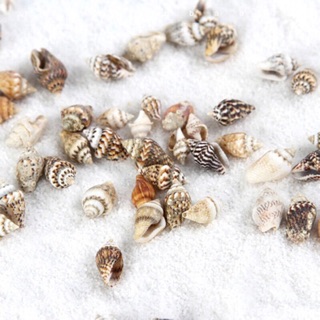 Ốc nhỏ trang trí (10con)