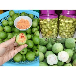 Cây giống Ổi Đông Dư [ Cây ghép, cho trái sớm, siêu trái ].