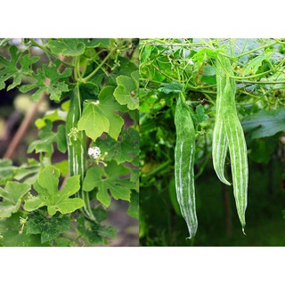 Hạt Giống Quả Lặc Lày (Lặc lè) 2g (Hàng Loại 1)