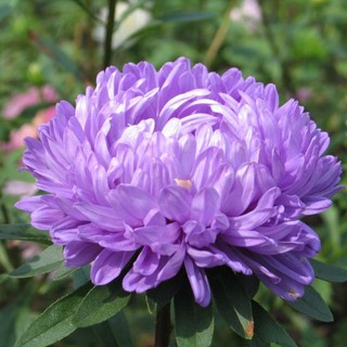 Hạt giống hoa cúc kim cương