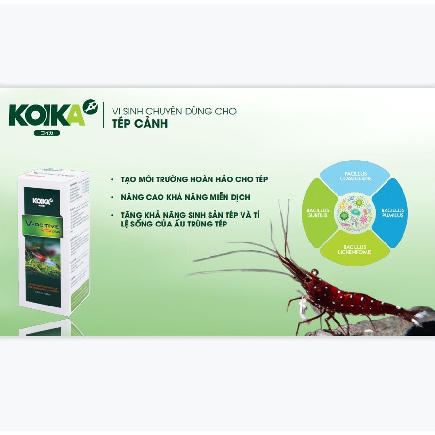 KOIKA V-ACTIVE PLUS | Vi Sinh Chuyên Dùng Cho Hồ Tép Cảnh