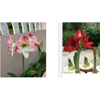 Hoa lan huệ đỏ, hồng,cam