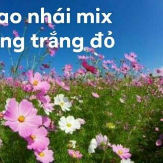 Hạt giống hoa sao nhái (cúc bướm) 40k /800 hạt