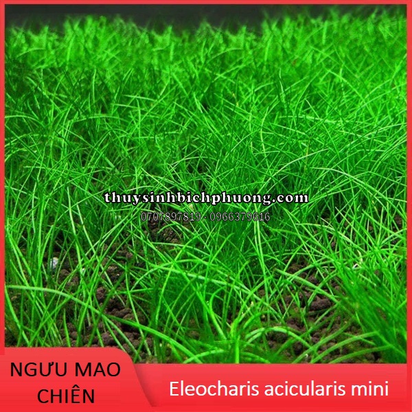 NGƯU MAO CHIÊN LÙN XOÈ - CÂY THỦY SINH CẮM NỀN TIỀN CẢNH SIÊU ĐẸP