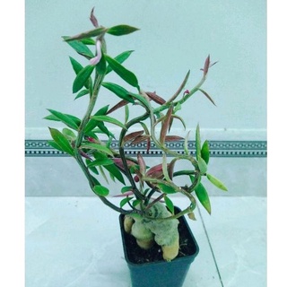 Xương rồng euphoria