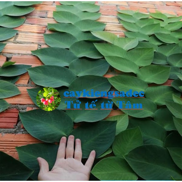 Caykiengsadec - Dây leo Tắc kè thái+ tặng phân bón - hoa kiểng lá-trang trí nội thất cảnh quan sân vườn ngoài trời