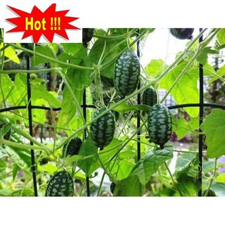 Hạt Giống Dưa Hấu Mini - 10 Hạt