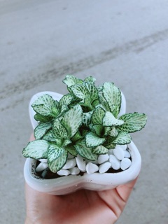 Chậu Cẩm Nhung Xanh (lá may mắn)