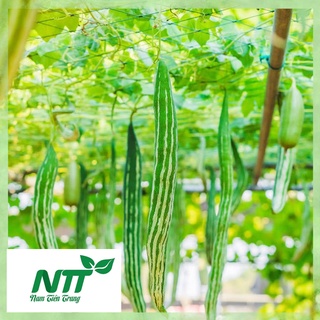Hạt giống khổ qua tây tn - 70