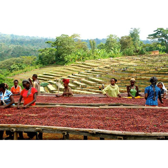 Cà phê rang mới Kenya Asali (AA Peaberry tiêu chuẩn cao nhất) - caphe-ine.com | BigBuy360 - bigbuy360.vn