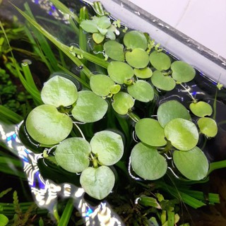 ☘ Bèo nhật - Cây thuỷ sinh nổi mặt nước