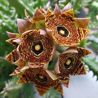 Cây sao biển chùm hổ