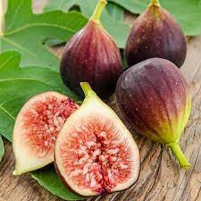 Cây giống Violette de Bordeaux Fig Tree (French Fig) - giống sưu tầm siêu thơm, ngọt