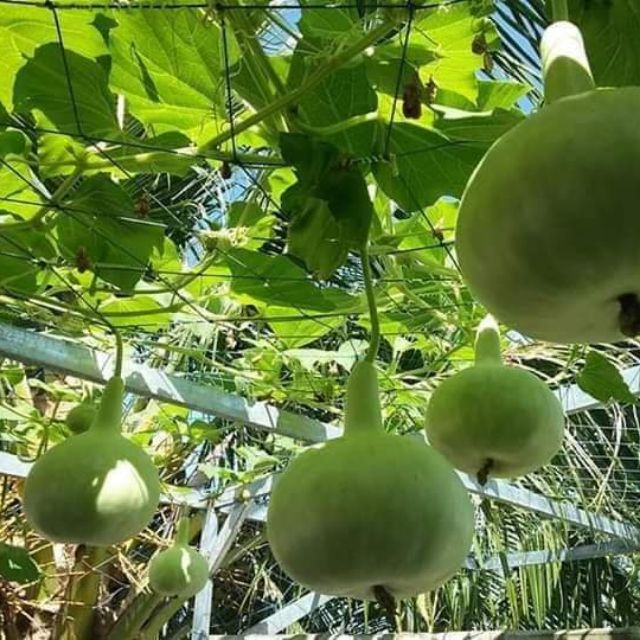 Hạt giống bầu hương Pattaya thái lan
