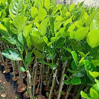 Cây giống mít trái dài (cây ghép siêu sớm)