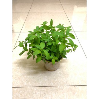 Cây lá é - cây gia vị - lẩu gà