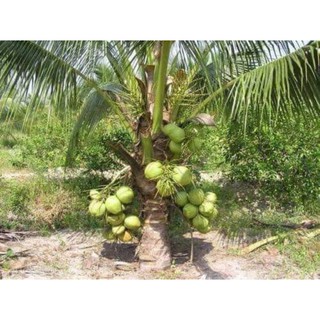 cây dừa xiêm lùn