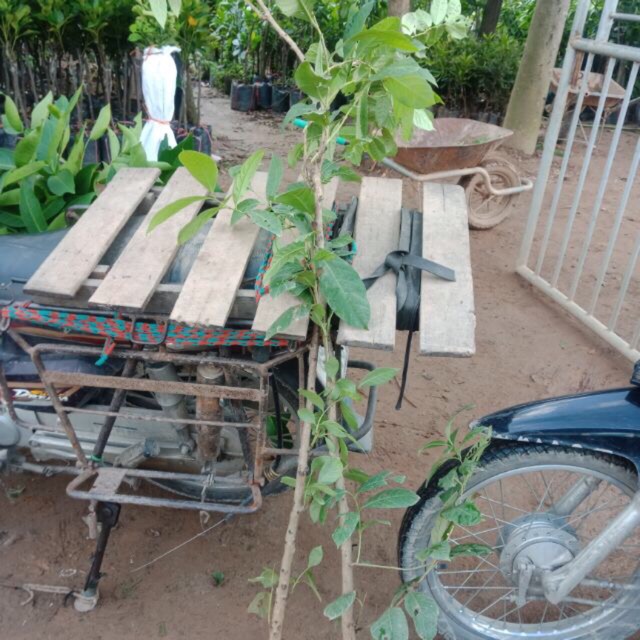 Bằng lăng tím