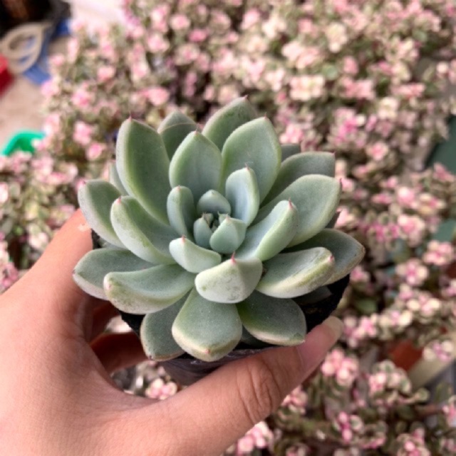 SEN ĐÁ CÚC ĐÁ FREESHIP  ĐÃ THUẦN XỨ NÓNG SIU CUTE CHUẨN SIZE BẦU