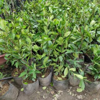 Cây cherry lùn sắp trái