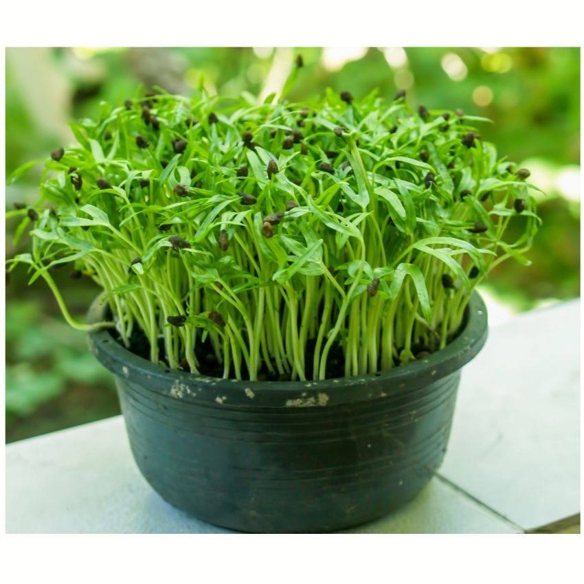 Hạt giống rau mầm rau muống siêu ngọn 50GR ngon giòn ngọt nảy mầm cao - rau củ quả trồng chậu, sân vườn ban công RADO16