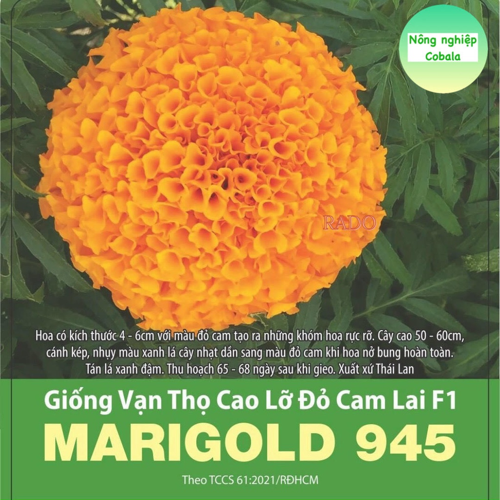 Hạt Giống Hoa Vạn Thọ Cao Lỡ Đỏ Cam (945) Lai F1 10 Hạt