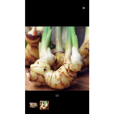 Cây Riềng giống